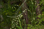 Texas fescue